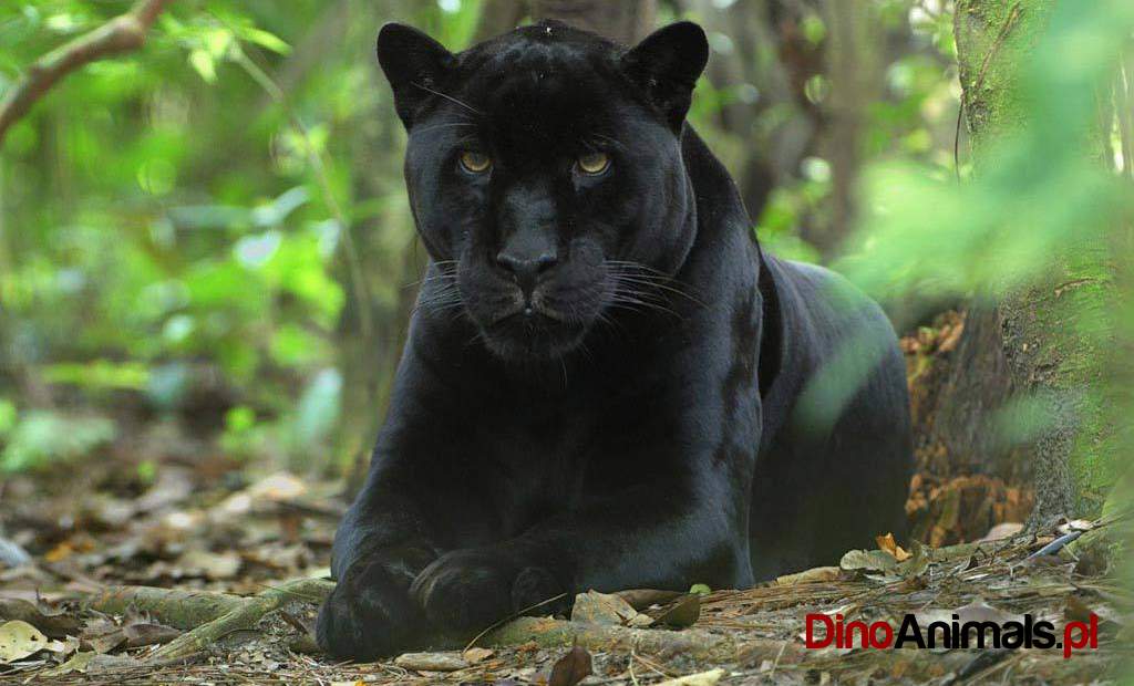 Czarna pantera, black panthera